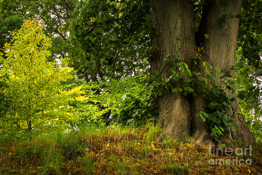 Tree Photograph - Late Summerday by Lutz Baar