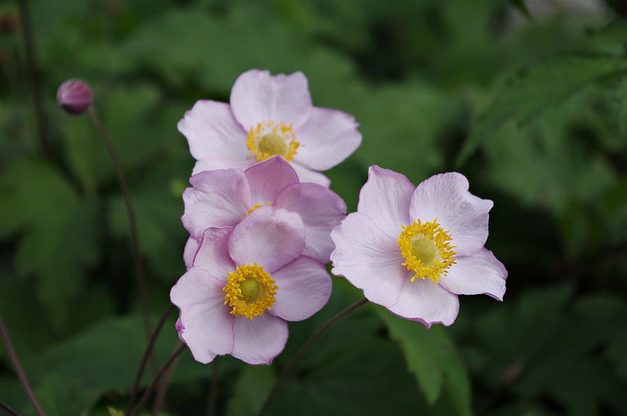 Late Wildflowers Photograph by Kim Gerke - Fine Art America