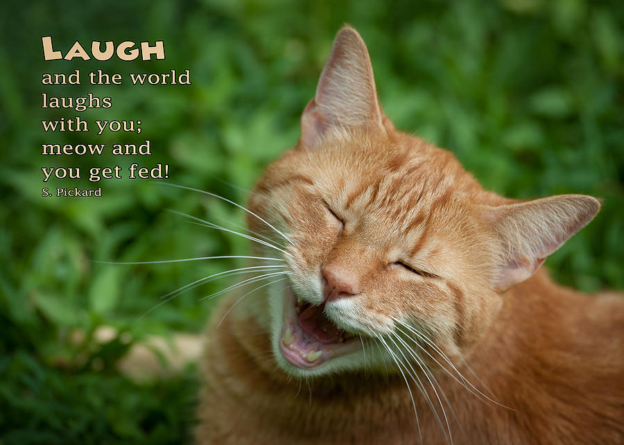 Holiday Photograph - Laugh Cat by Joye Ardyn Durham