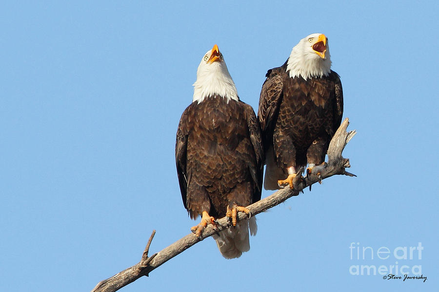 Laughing Bald Eagles Photograph by Steve Javorsky