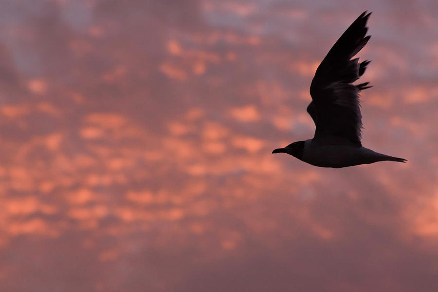 Laughing Gull At Sunset Photograph by Tom Singleton