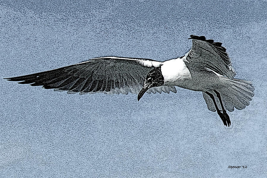 Laughing Gull in Flight Photograph by T Guy Spencer