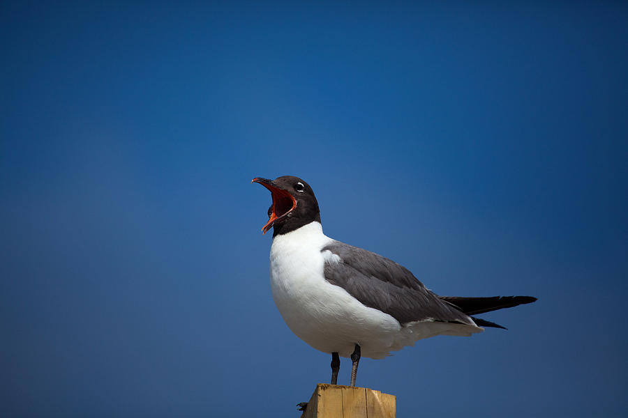 Seagull Photograph - Laughing Gull  by Karol Livote