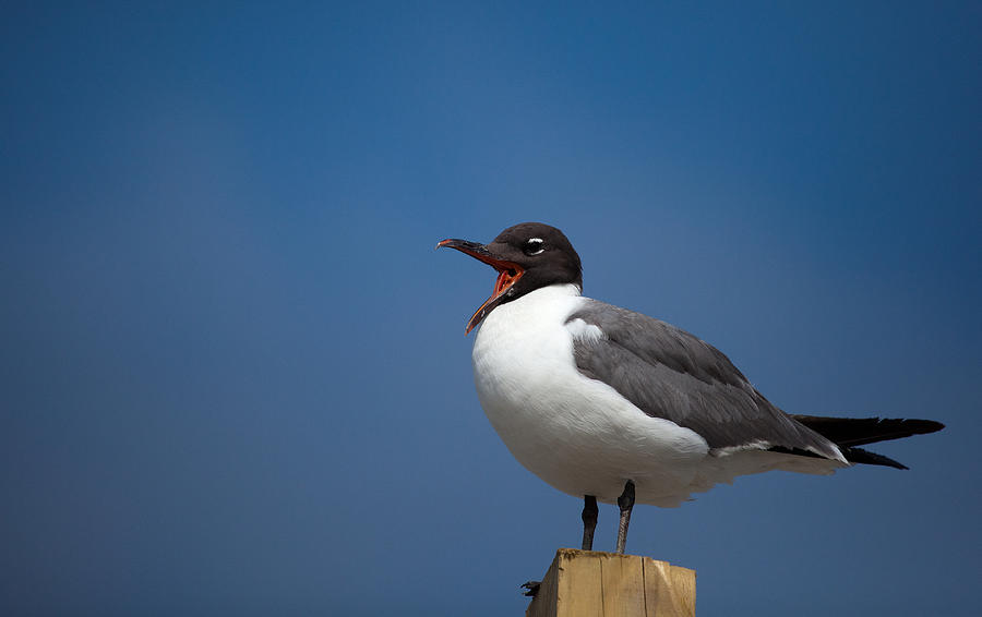 Laughing Gull Laughing Photograph by Karol Livote