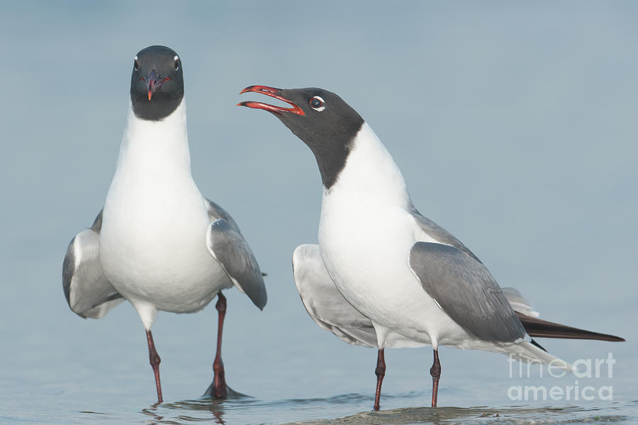 Laughing Gulls Courting Photograph by Clarence Holmes
