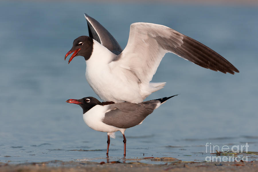 Laughing Gulls Mating Photograph by Clarence Holmes