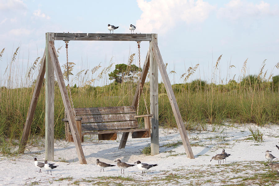 Laughing Gulls on Swing Photograph by Jeanne Juhos