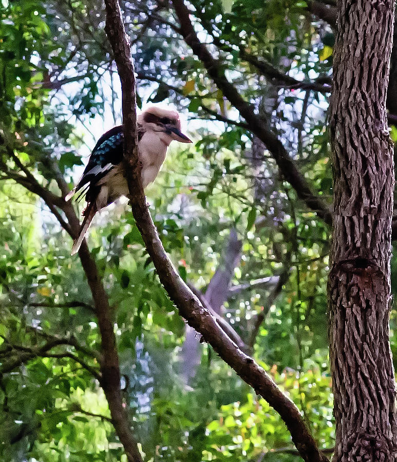 Laughing Kookaburra Photograph by Harry Strharsky