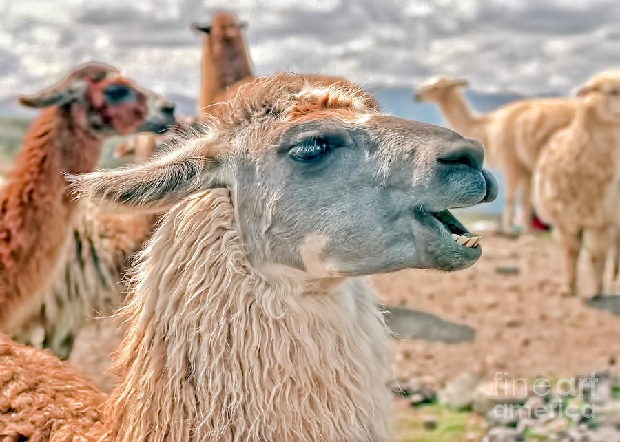 Laughing Llama Photograph by Nigel Fletcher-Jones