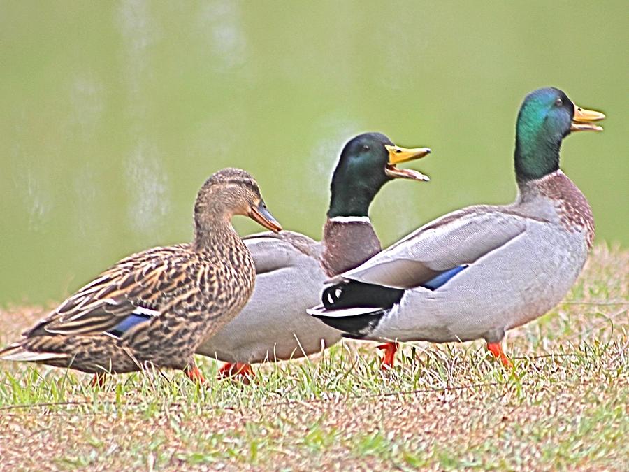 Laughing Mallards Photograph by Jeanne Juhos