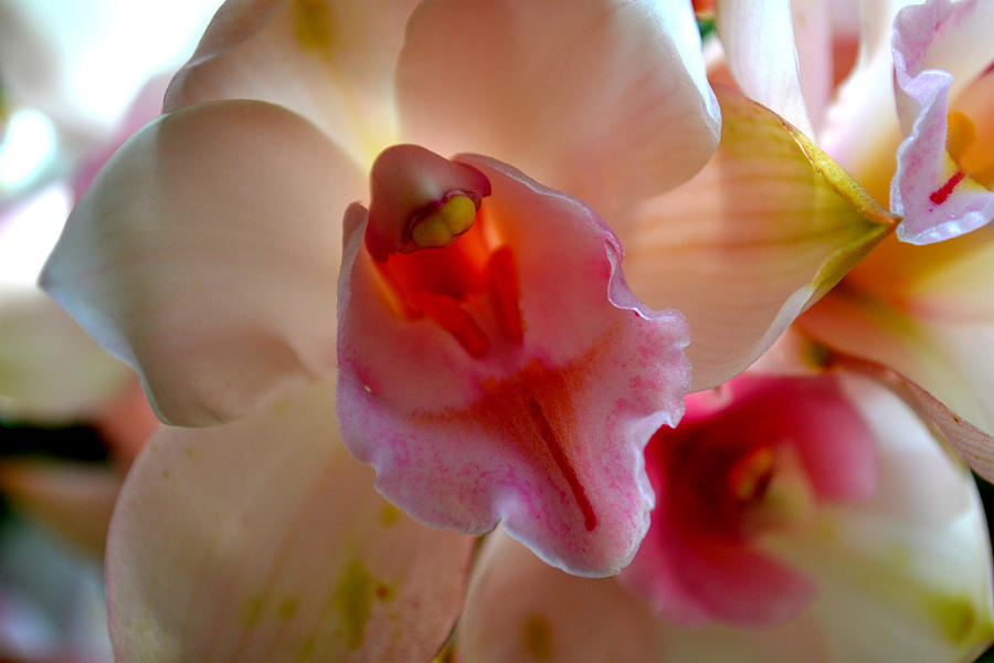 Laughing Orchid Photograph by Diane montana Jansson