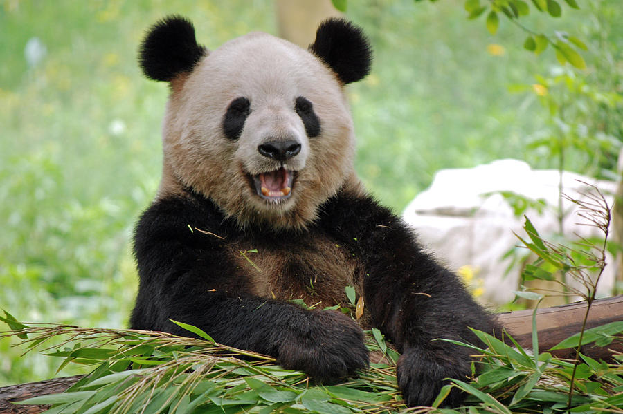 Laughing Panda Photograph by Harvey Barrison