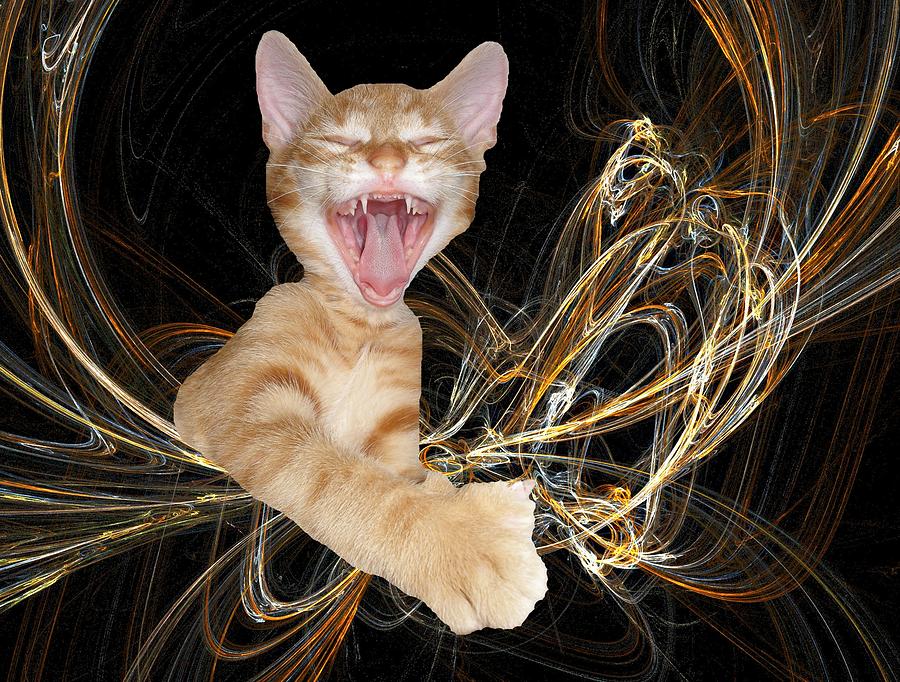 Cat Photograph - Laughing Rascal by Zsuzsa Balla