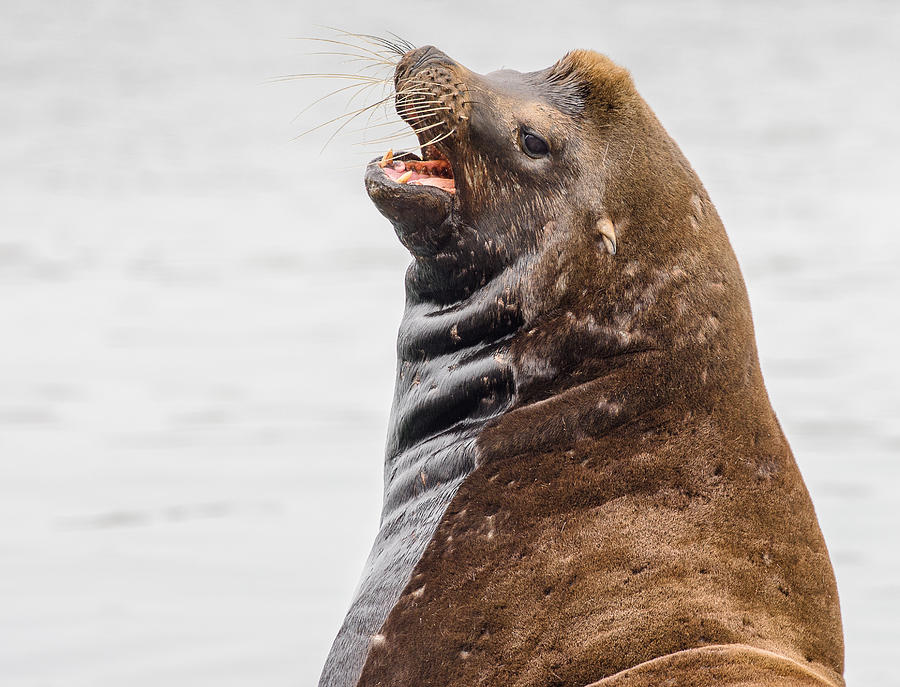 Wildlife Photograph - Laughing Sea Lion by Greg Nyquist