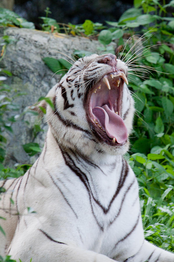 tiger laughing