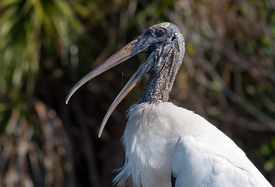 Laughing Wood Stork Photograph by Kenneth Albin - Fine Art America