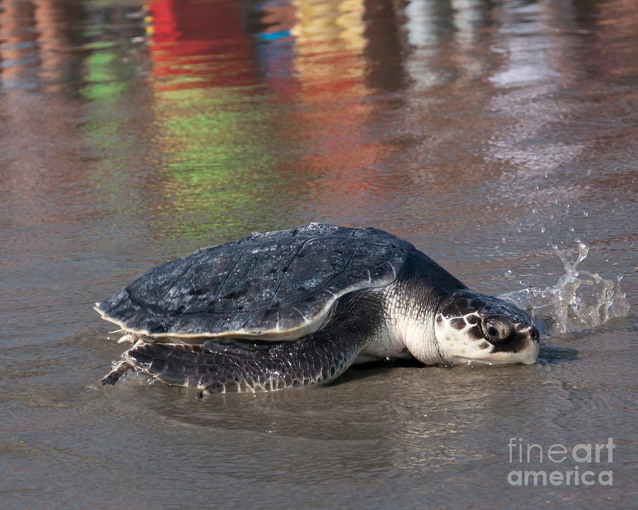 Laurel the Sea Turtle Photograph by Susan Cliett