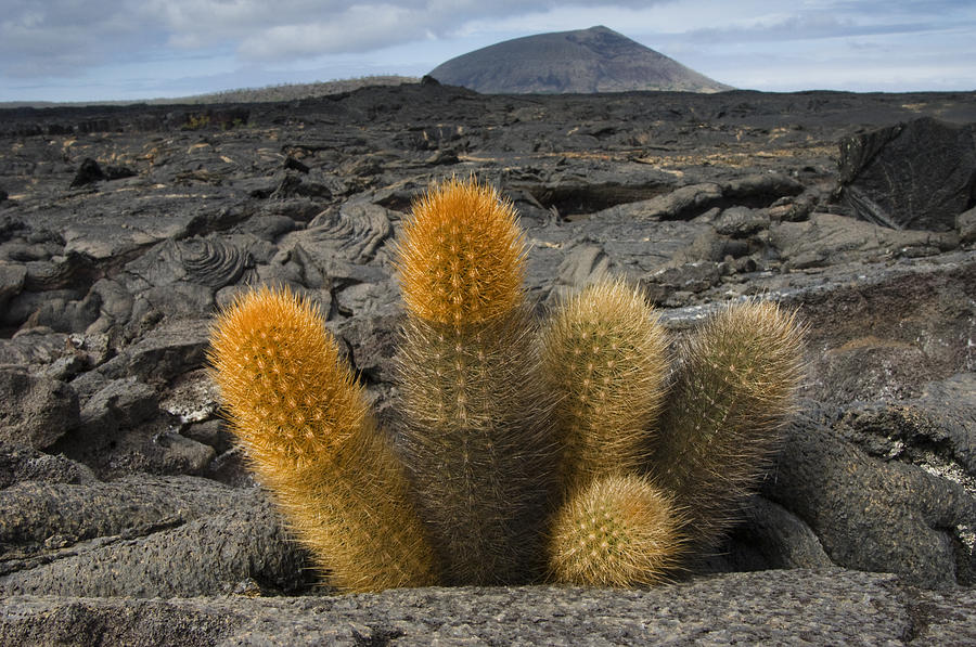 Mp Photograph - Lava Cactus Brachycereus Nesioticus by Pete Oxford