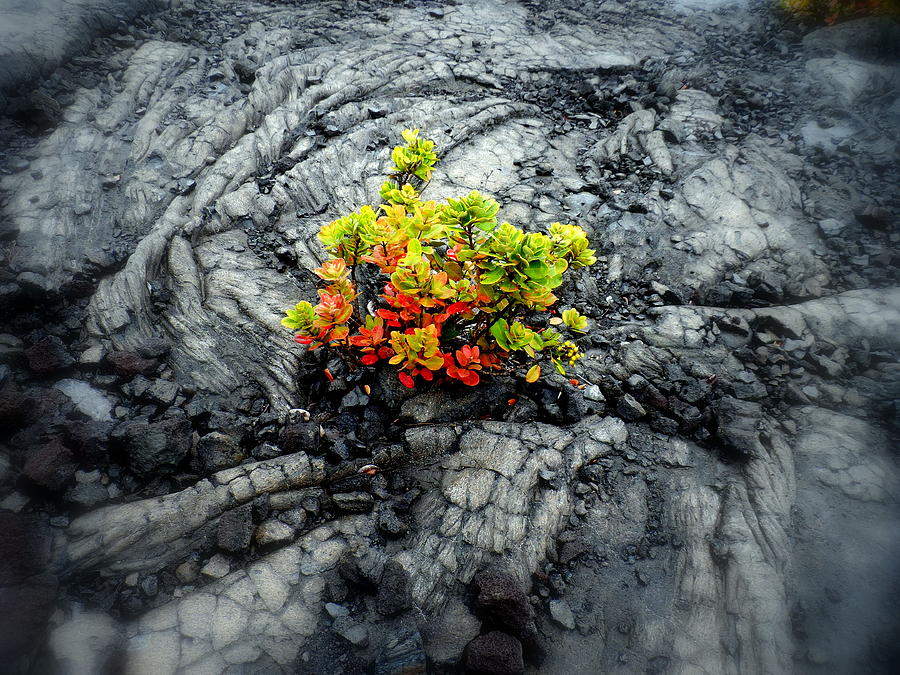 Lava Flower Photograph by Vicente Russo