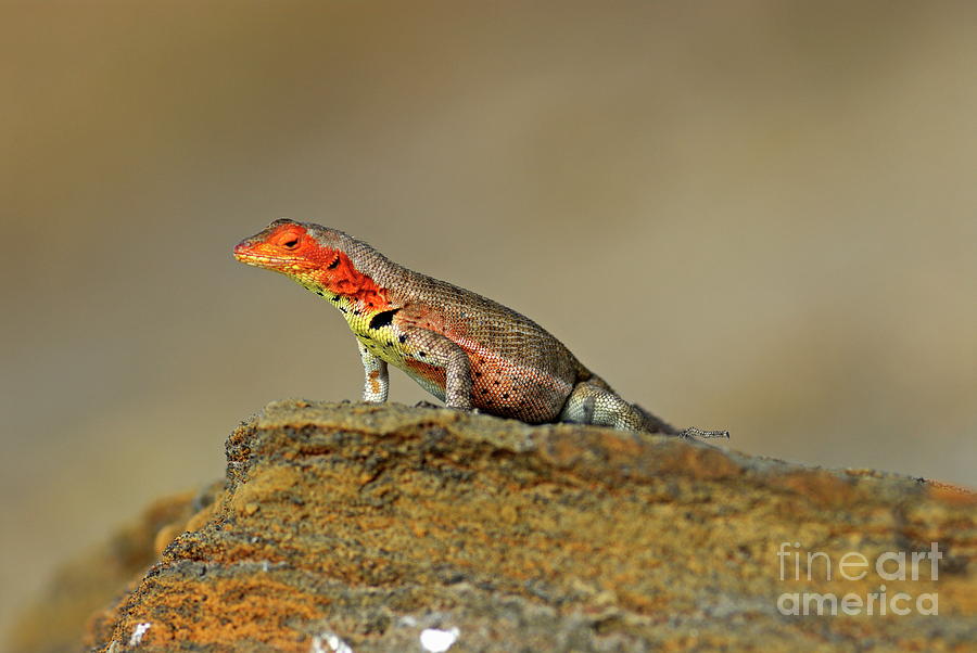 Wildlife Photograph - Lava Lizard by Sami Sarkis