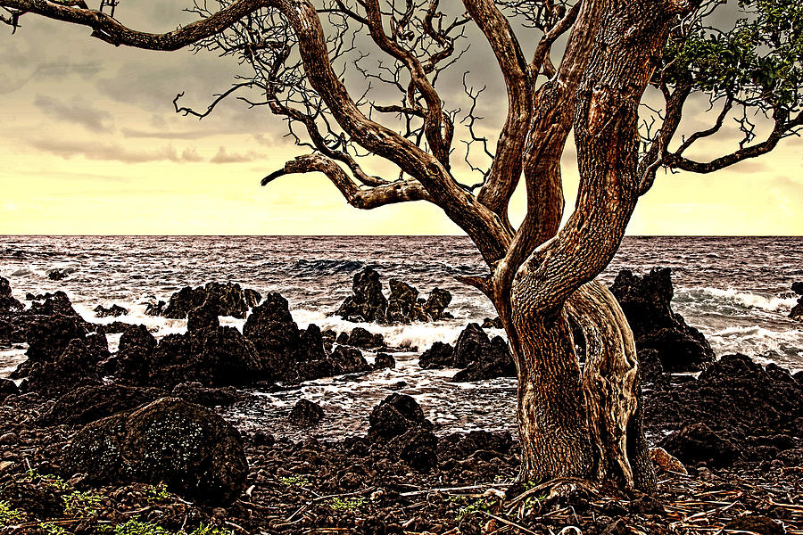 Lava Rocks and the Sea Photograph by Andre Salvador | Fine Art America