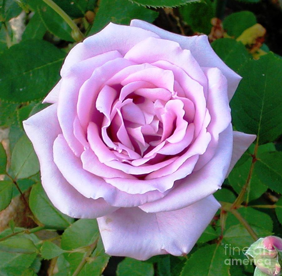 Lavendar Rose Photograph by Alys Caviness-Gober