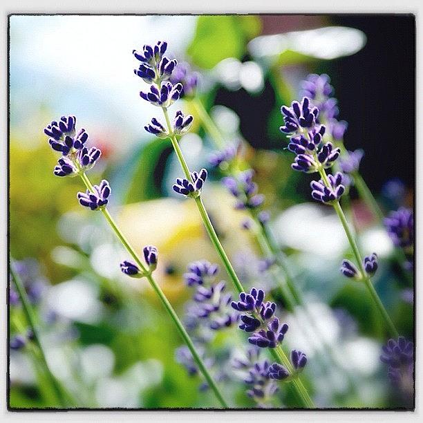 Lavender - Remember Summer Photograph by Anita Tellenbach