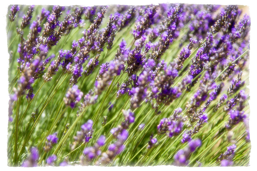 Lavender 2 Photograph by Ryan Weddle