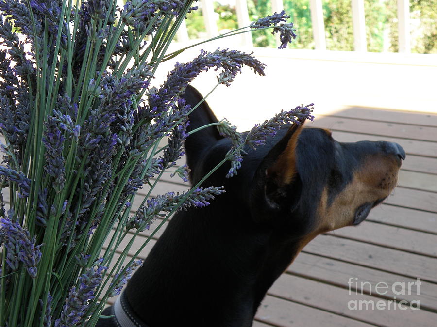 Lavender 2 Photograph by Tatyana Searcy