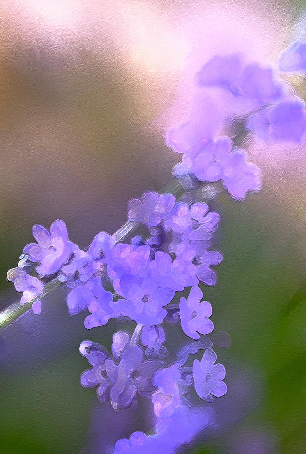 Lavender 3 Photograph by Pamela Cooper