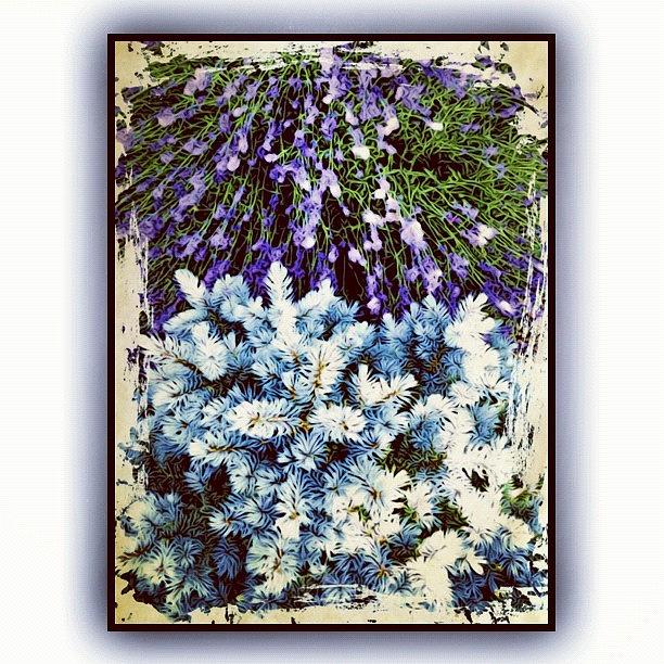 Instagram Photograph - Lavender And Blue Spruce by Paul Cutright