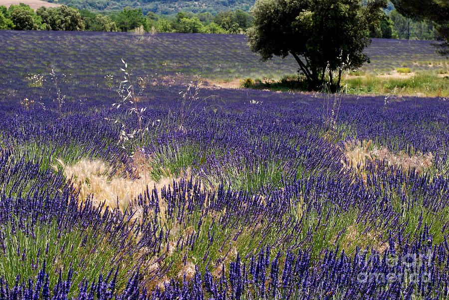 Lavender and Trees II Photograph by Andrea Simon