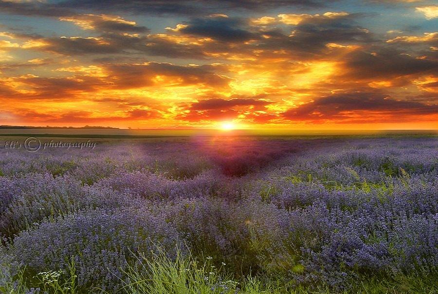 Lavender at sunset Photograph by Eli Marinova - Fine Art America