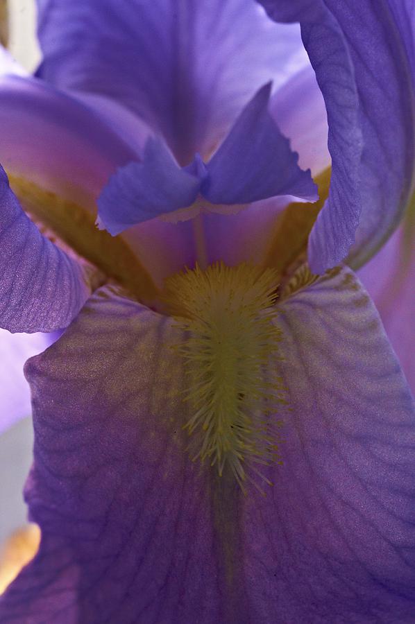 https://images.fineartamerica.com/images-medium-large/lavender-bearded-iris-close-up-susan-ward-stanley.jpg