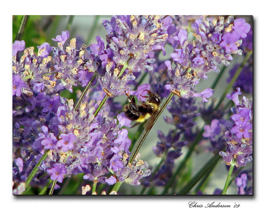 Lavender Bee Photograph by Chris Anderson