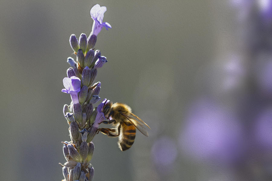 Lavender Bee Photograph by Clare Bambers