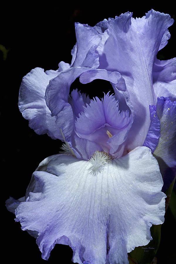 Lavender Blue Iris Photograph by Phyllis Denton