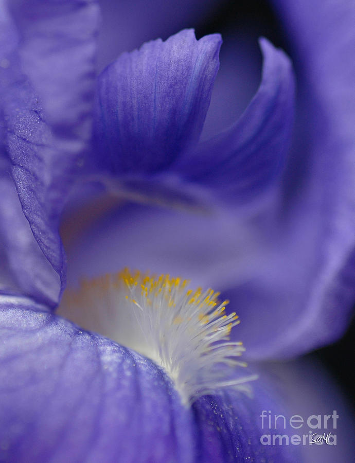 Lavender blue Photograph by Sami Martin