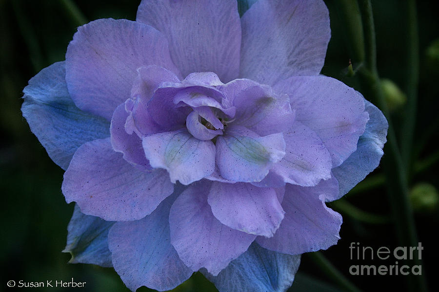 Nature Photograph - Lavender Blue by Susan Herber