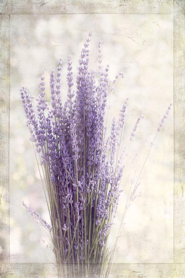 Lavender Bunch Digital Art by Margaret Hormann Bfa