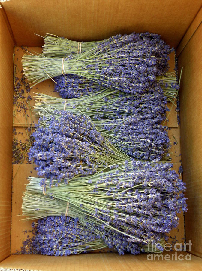 Flower Photograph - Lavender Bundles by Lainie Wrightson
