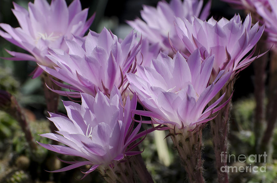 Lavender cactus flowers Photograph by Jim And Emily Bush