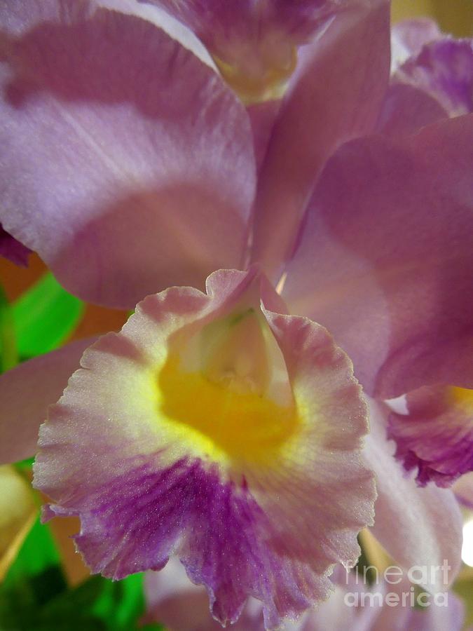 Lavender Cattleya Orchid Photograph by Renee Trenholm