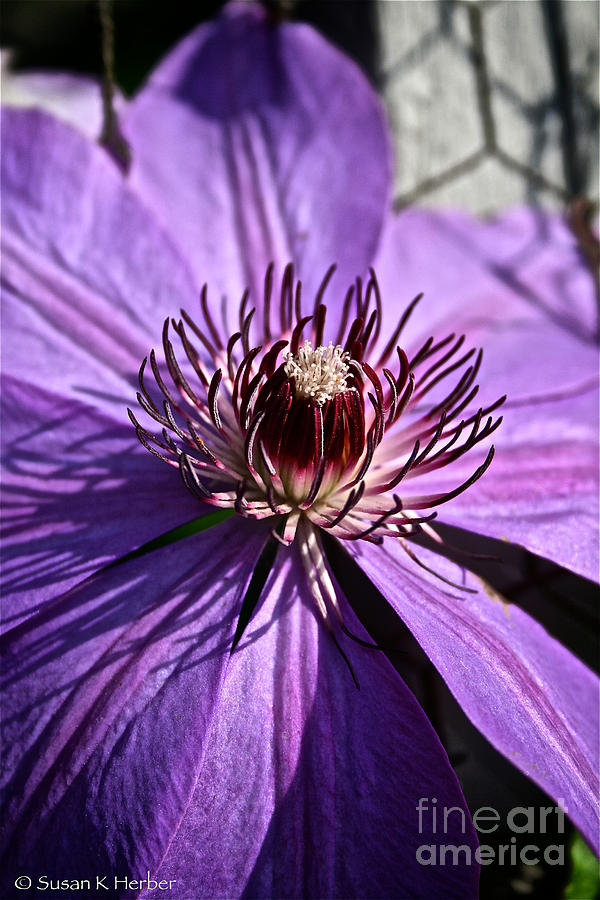 Lavender Clematis Photograph by Susan Herber