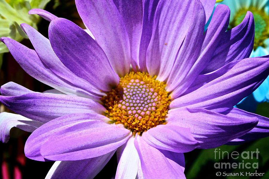 Lavender Daisy Photograph by Susan Herber