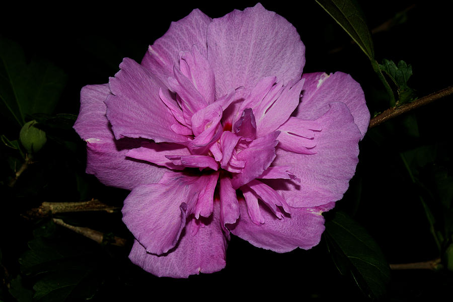 Lavender Double Rose of Sharon 2011 Photograph by Robert Morin