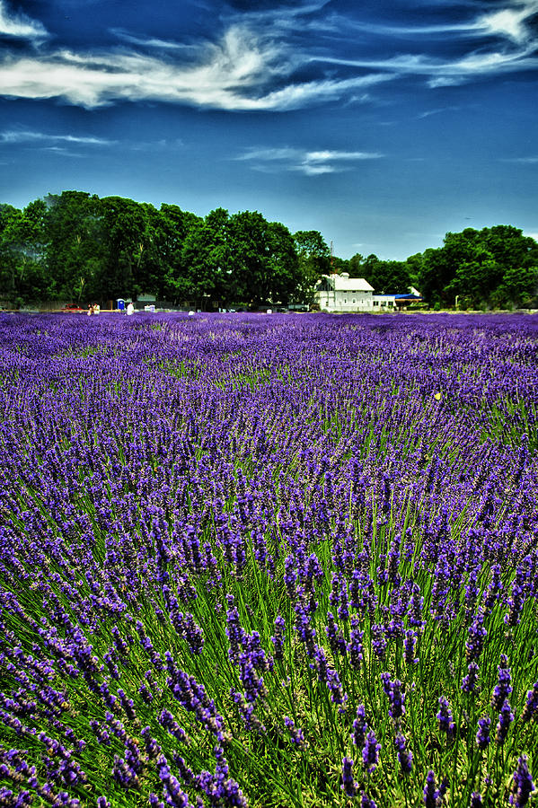 Lavender Dreams Photograph by Roni Chastain