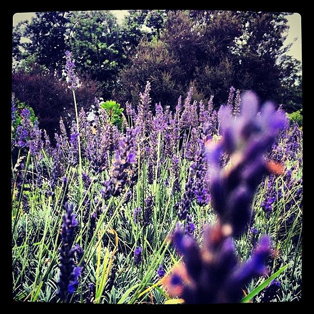 Awesome Photograph - Lavender Farm by Jody Robinson