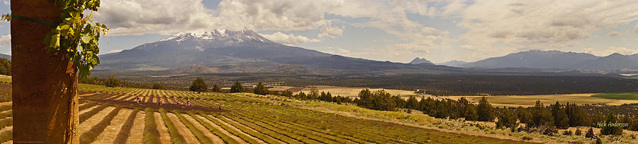 Lavender Farm Panorama Photograph by Mick Anderson