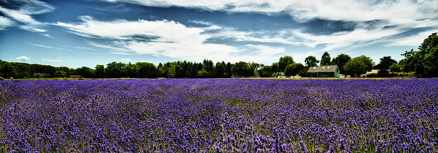 Lavender Farm Photograph by Roni Chastain